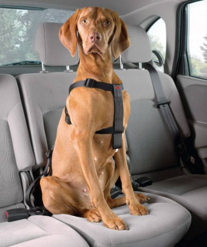 DD Secure suņu auto drošības siksna L 70-90 cm