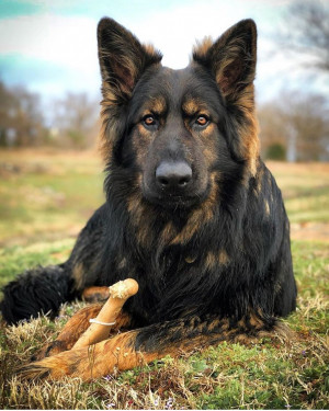 BAM-BONES suņu izturīga košļajamā rotaļlieta Kauls ar vistas garšu XL 18cm