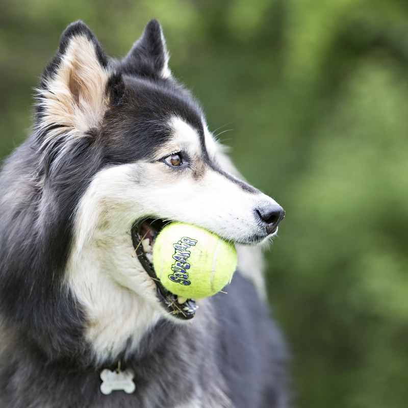 KONG SQUEAKAIR BALL rotaļlieta suņiem S