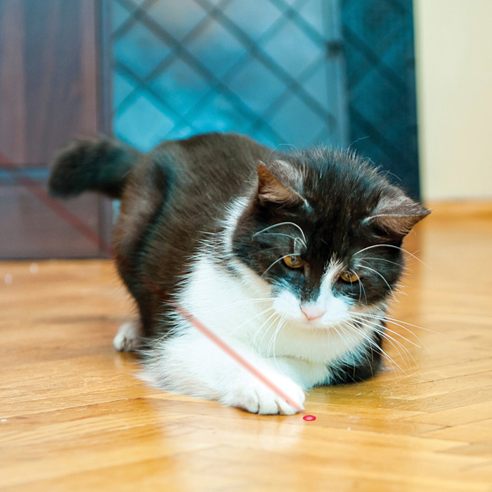 KONG CAT LASER TOY Rotaļlieta kaķiem