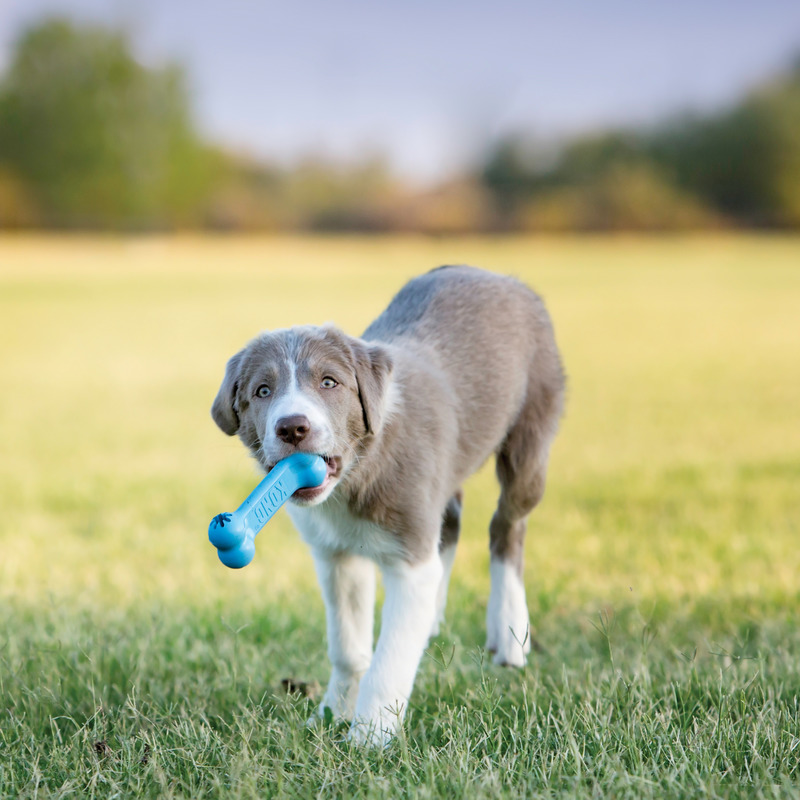 KONG PUPPY GOODIE BONE rotaļlieta suņiem S 13cm