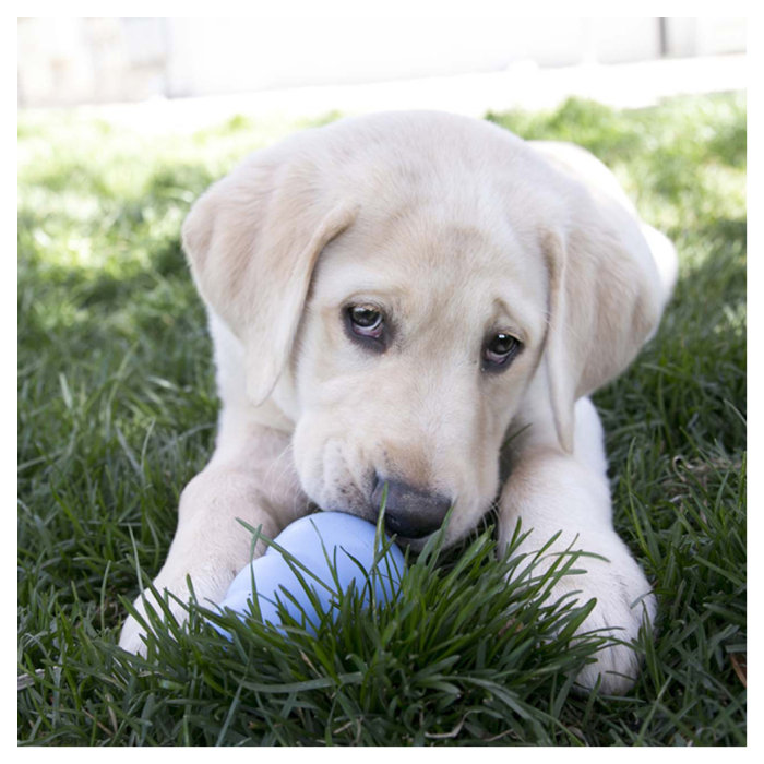 KONG PUPPY rotaļlieta kucēniem S 7cm