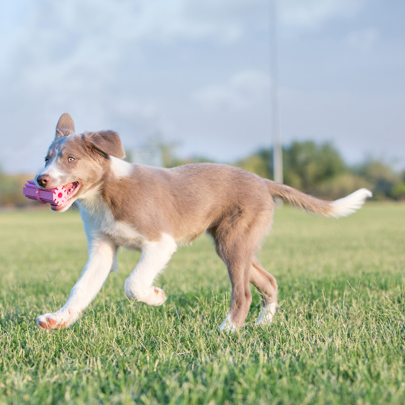 KONG PUPPY TEETHING STICK rotaļlieta kucēniem S 8cm