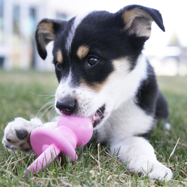 KONG PUPPY BINKIE rotaļlieta suņiem S