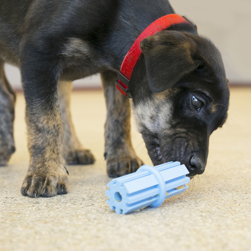 KONG PUPPY TEETHING STICK rotaļlieta kucēniem L 12cm