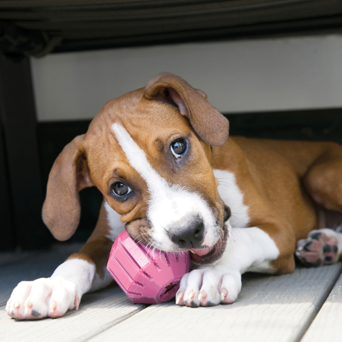 KONG PUPPY ACTIVITY BALL rotaļlieta kucēniem S 6cm