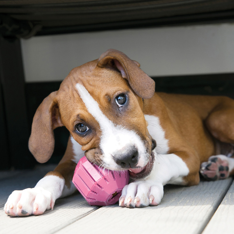 KONG PUPPY ACTIVITY BALL rotaļlieta kucēniem M 7.6cm