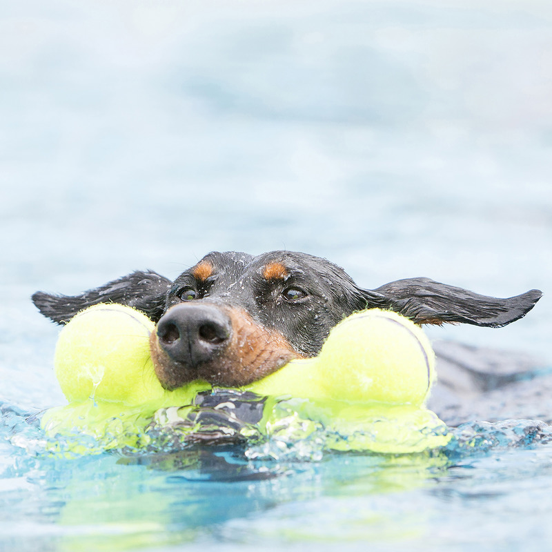 KONG AIRDOG BONE rotaļlieta suņiem L 23cm