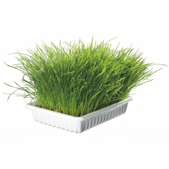 Trixie Cat Grass papildbarība kaķiem Kaķu zāle sēklas bļodiņā 100g
