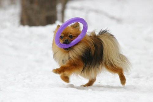 Dog Puller Mini interaktīvā rotaļlieta suņiem 18 cm