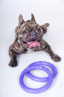 Dog Puller Mini interaktīvā rotaļlieta suņiem 18 cm