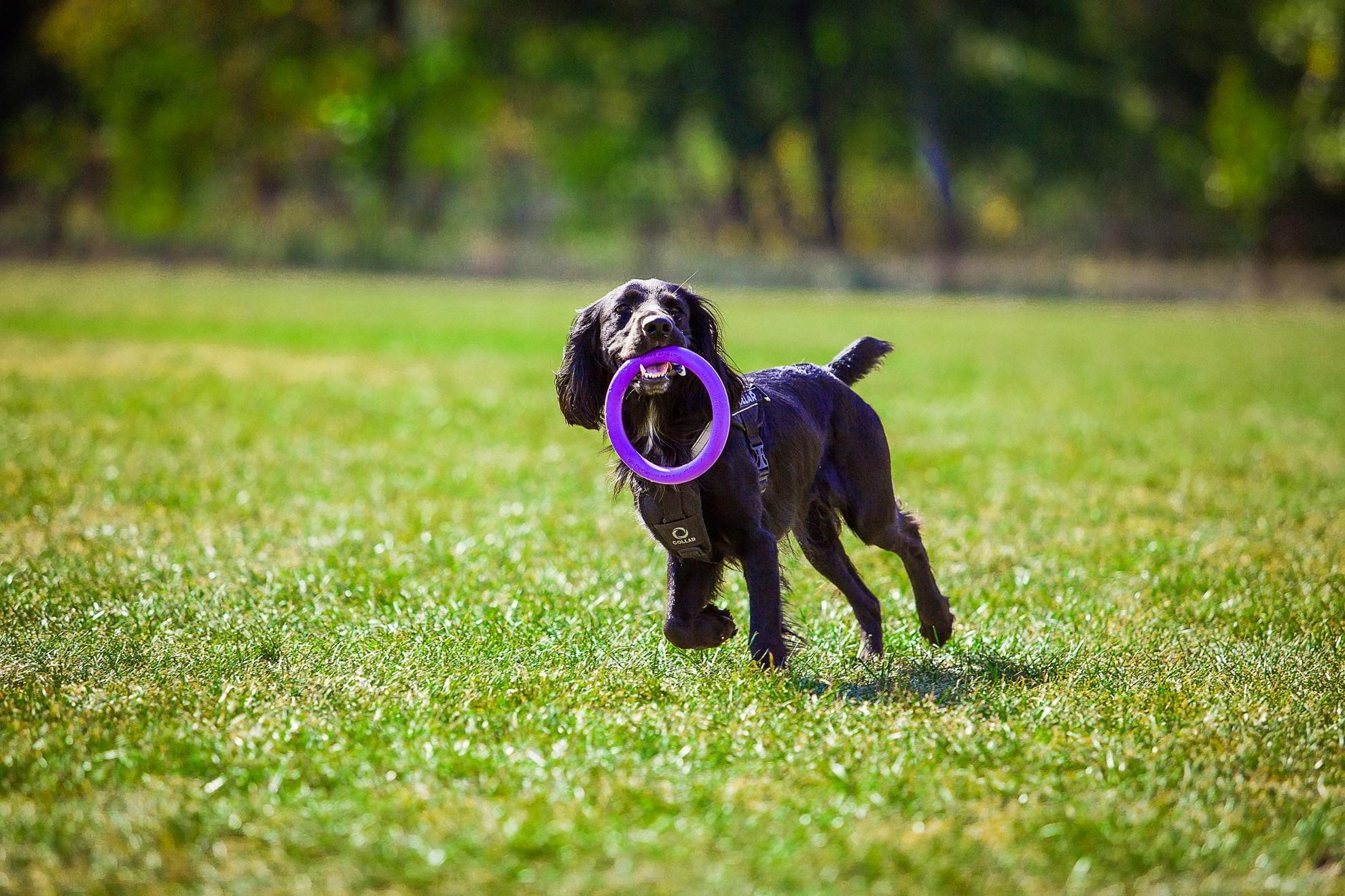 Dog Puller Mini interaktīvā rotaļlieta suņiem 18 cm